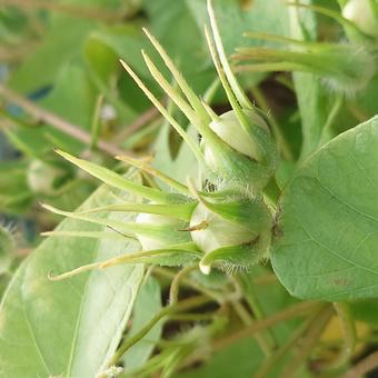 咲き終わりのアサガオ アサガオ,朝顔,自然の写真素材