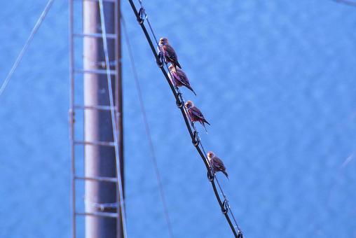Hagima finch, JPG Hagima finch, JPG
