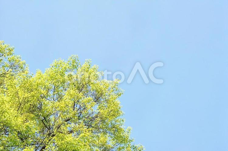 新緑と雲ひとつない青空の背景 背景,新緑,青空の写真素材