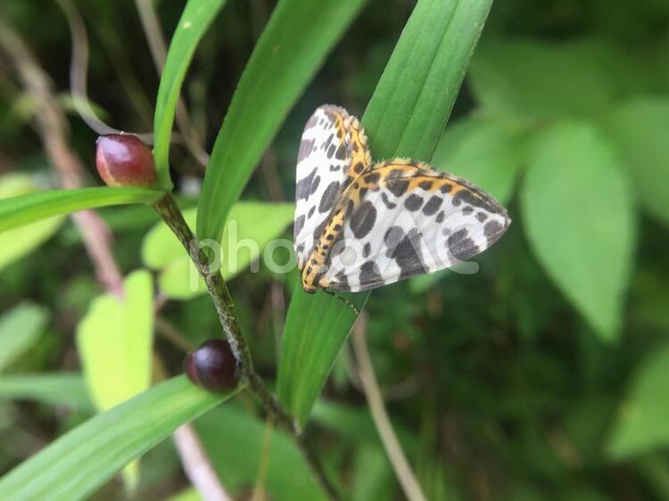 ツマキシロナミシャク ツマキシロナミシャク ツマキシロナミシャク,チョウ(鱗翅)目,シャクガ科の写真素材