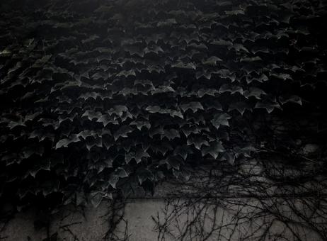 Ivy covering the entire wall, ruins and horror images, JPG Ivy covering the entire wall, ruins and horror images, JPG
