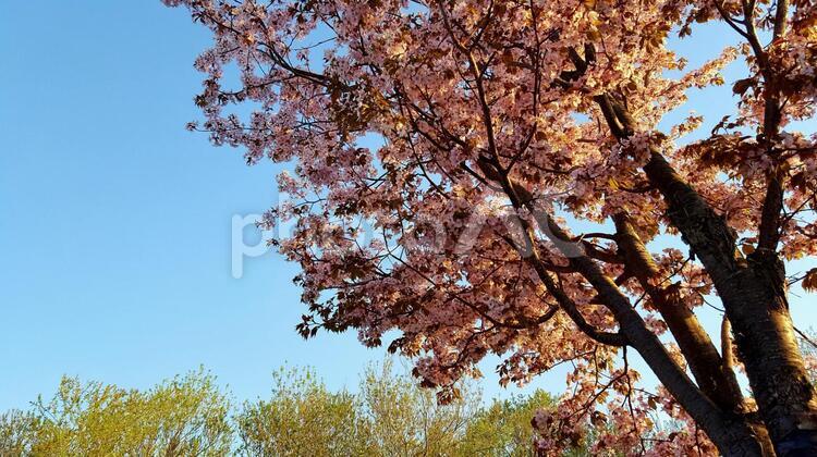 朝日に当たる桜 木,自然,ブランチの写真素材