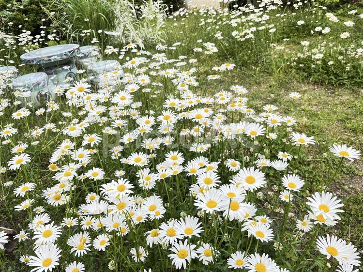 満開のマーガレットの花畑 春,景色,風景の写真素材