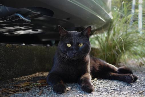 猫 猫 猫,生き物,動物の写真素材
