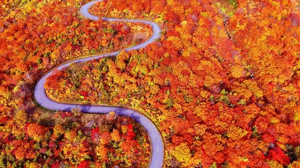 栗駒山~神の絨毯へ続く道 栗駒山~神の絨毯へ続く道 山,栗駒山,秋の写真素材