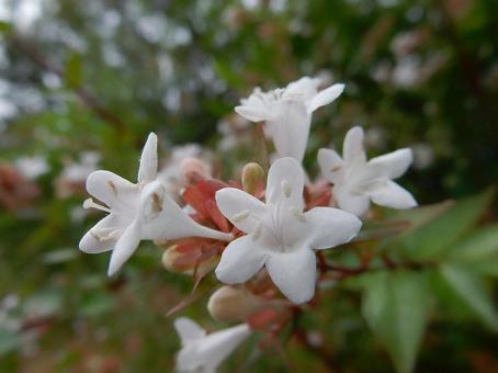 【花の写真】ハナゾノツクバネウツギ 【花の写真】ハナゾノツクバネウツギ ハナゾノツクバネウツギ,アベリア,花園衝羽根空木の写真素材