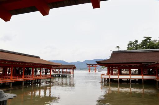 厳島神社 厳島神社 厳島神社,宮島,広島の写真素材