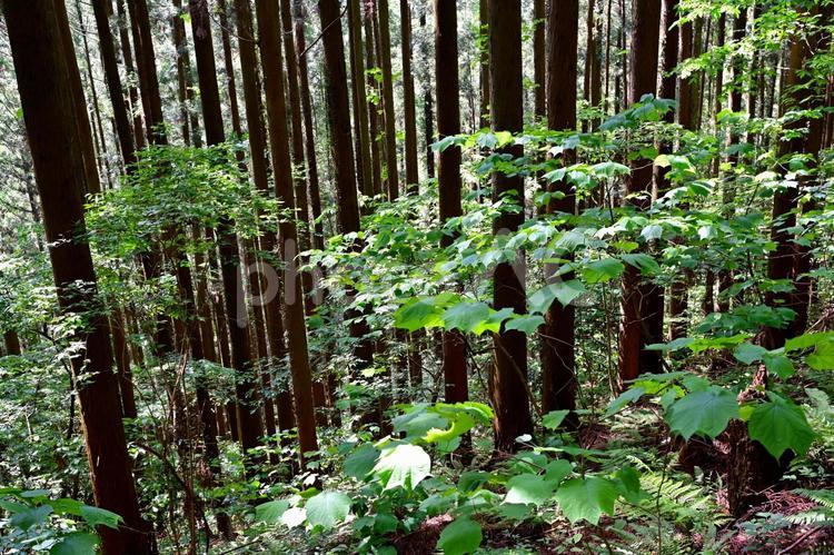 新緑の袋田の滝（茨城袋田） 新緑,木々,自然の写真素材