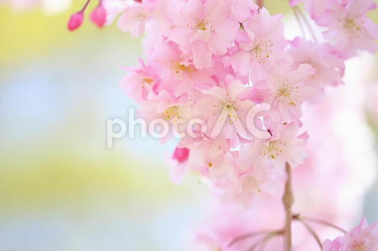 シダレザクラ　枝垂桜　サクラ満開 桜,サクラ,シダレザクラの写真素材