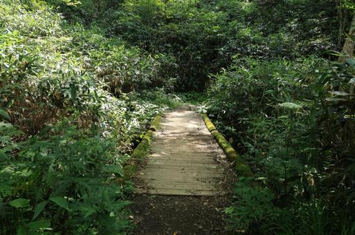 登山 登山 ハイキング,道,自然の写真素材