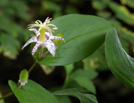 ヤマジノホトトギス ヤマジノホトトギス ヤマジノホトトギス,山路杜鵑草,山路油點草の写真素材