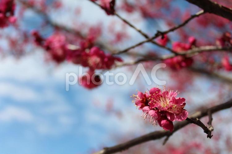 梅の花と背景の空 梅の花,梅,花の写真素材