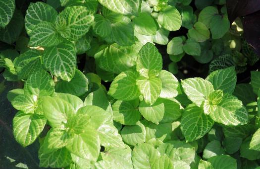 ホワイトウォーターウィステリア(水草) 水草,水上葉,ホワイトウォーターウィステリアの写真素材