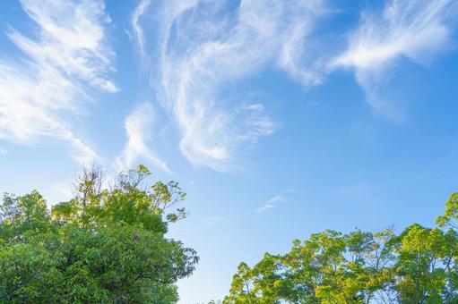 青空と緑 青空と緑 緑,夏,青空の写真素材