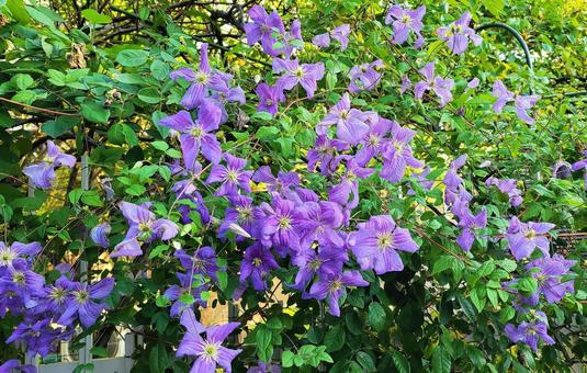 照片, 自然, 威灵仙, 绿茵, 