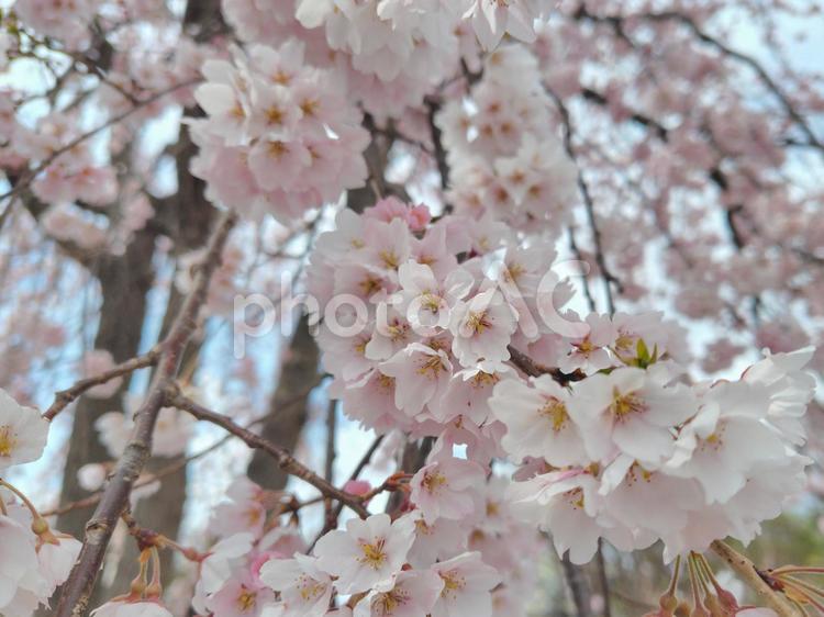 枝垂れ桜（シダレザクラ）_57 枝垂桜,春,桜の花の写真素材