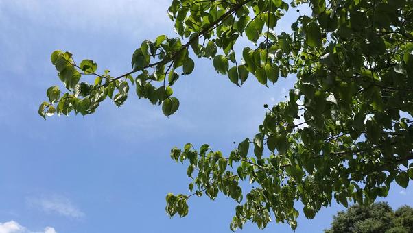 晴れた日の山の風景　静岡 山法師,ヤマボウシ,青空の写真素材