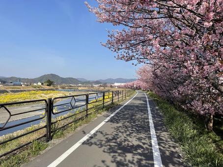 風に揺れる、春の足音 河津桜,早咲き桜,春の訪れの写真素材