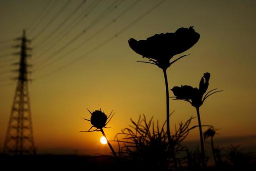 コスモスのシルエット シルエット,コスモス,花の写真素材