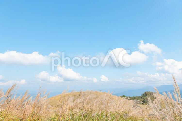 秋風になびく芒！ 秋,風,空の写真素材