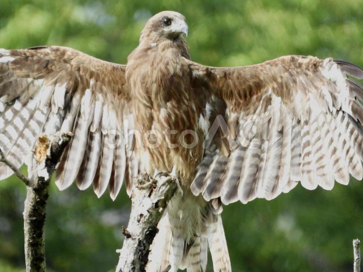 羽を大きく広げたトビ 鳥,野鳥,トビの写真素材