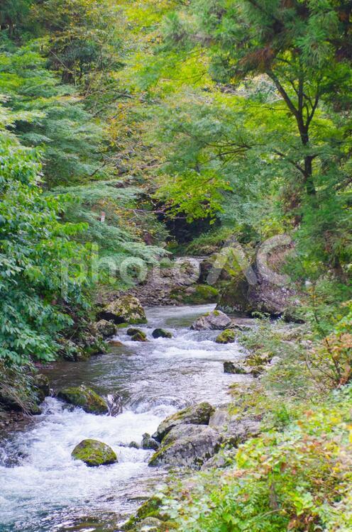 山中の渓流 エコ,ナチュラル,山中の写真素材