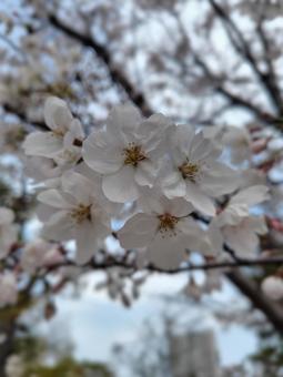 桜 桜の写真