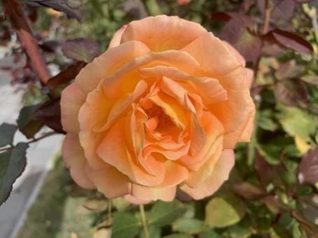 バラ　薔薇　花 バラ,薔薇,花の写真素材