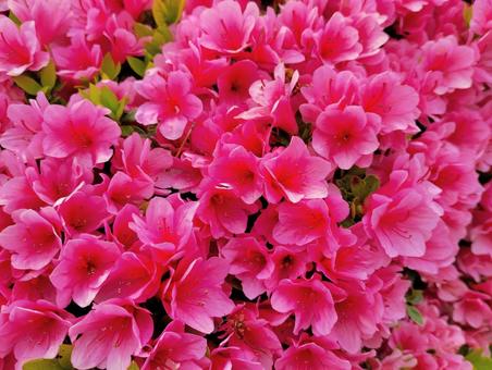 Azalea 1, JPG Azalea 1, JPG
