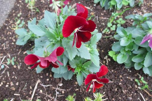 パンジーの写真