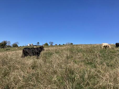 牛 海外,牛,動物の写真素材