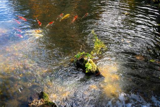 秋の有備館⒁ 池,コイ,苔の写真素材