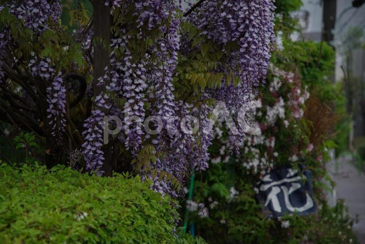雨に濡れる藤の花 日本,東京,濡れた日の写真素材
