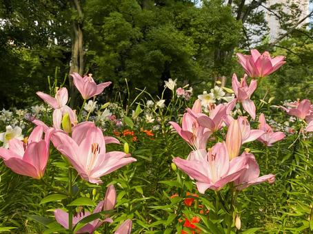日比谷公園のゆり ピンク 日比谷公園のゆり ピンク 日比谷公園,百合,日比谷の写真素材