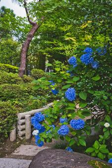 紫陽花と道 紫陽花と道の写真