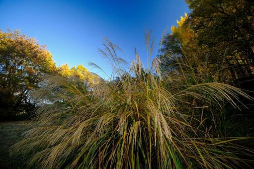 ススキ ススキ,芒,薄の写真素材