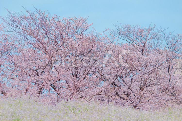 桜並木とハマダイコン 桜,桜並木,春の写真素材