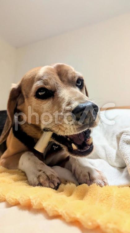 歯磨きガムを楽しむワンコ 犬,ビーグル,ガムの写真素材