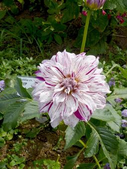 花壇に咲く花びらが独特なダリア ダリア,花,植物の写真素材