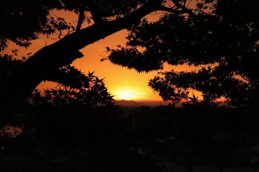 Sunset and pine trees, JPG