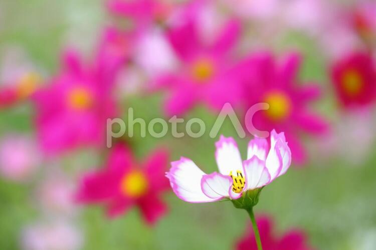 ふちどりのあるコスモス コスモス畑,秋,コスモスの写真素材