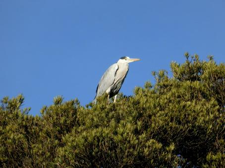 高い木のこずえに止まったアオサギ 高い木のこずえに止まったアオサギの写真