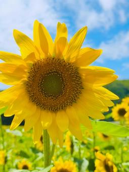Photo, sunflower, summer, sun flower flowers, 
