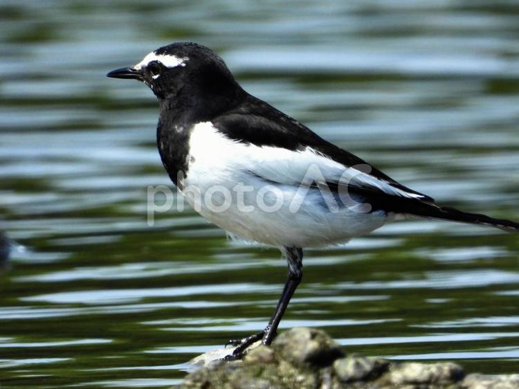 岩の上に立つセグロセキレイ 鳥,野鳥,セグロセキレイの写真素材