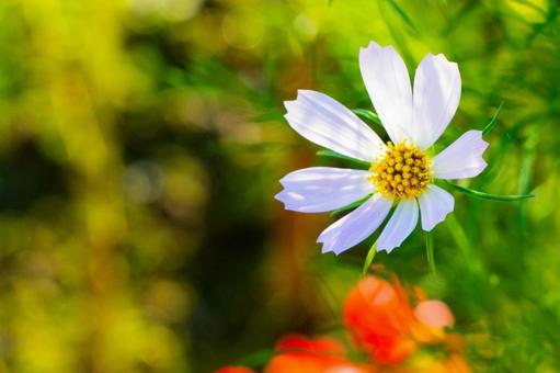 秋桜 秋桜の写真