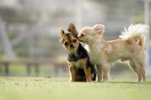 ドッグランのワンコたち(ミックス犬) ドッグランのワンコたち(ミックス犬) 犬,ミックス犬,可愛い犬の写真素材