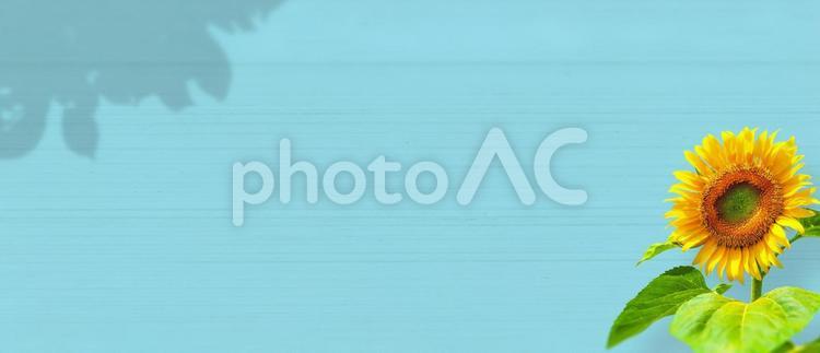 ひまわりとパステルブルーの壁の背景画像 ひまわり,ブルー,水色の写真素材