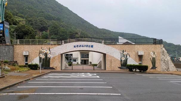 越前水仙の里公園 越前水仙の里公園 福井県,水仙,越前水仙の里公園の写真素材