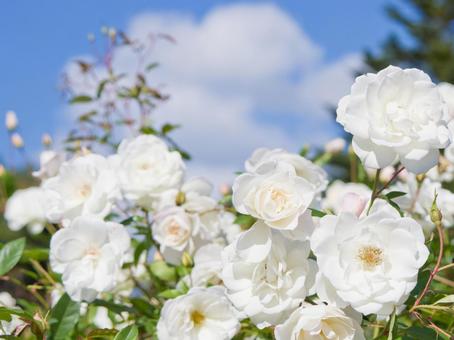 薔薇（アイスバーグ）の写真