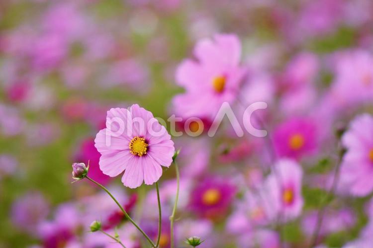 福井県：宮ノ下コスモス広苑 コスモス,秋桜,秋の花の写真素材